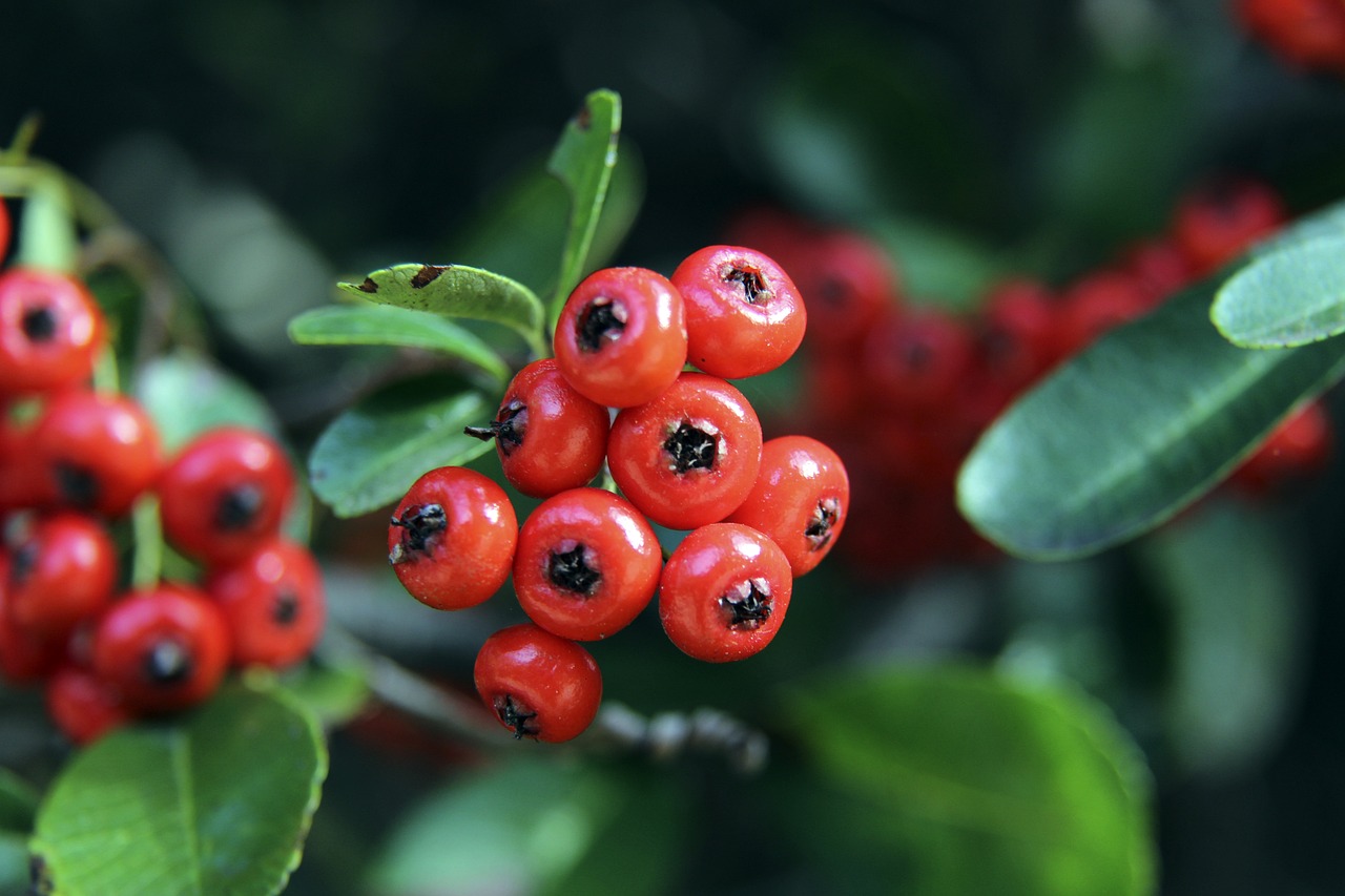 所在地文化 所在地文化